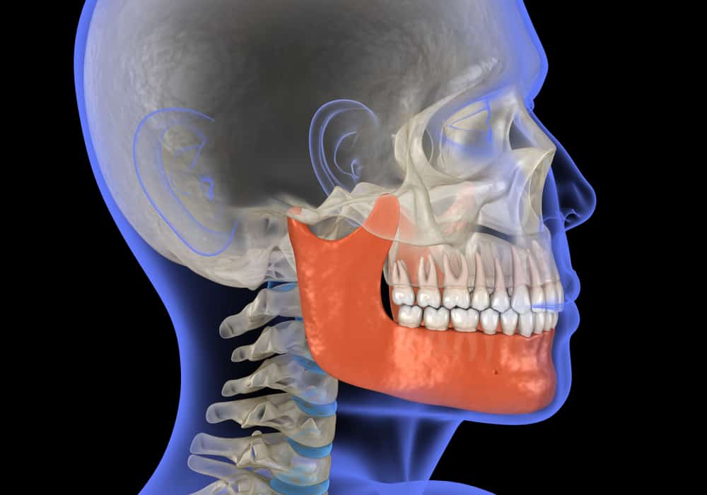 Jaw and Temporomandibular Joint: Anatomy